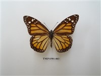 藏品(帝王斑蝶)的圖片